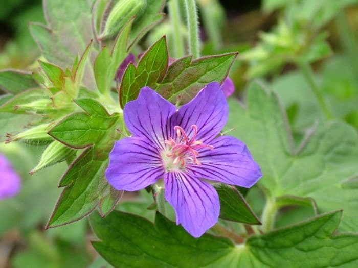 Wlassov's cranesbill 'Blue Star'