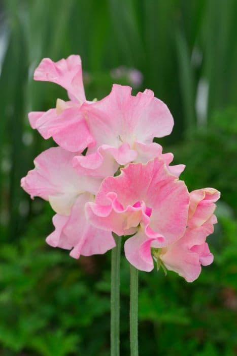 sweet pea 'Alan Titchmarsh'