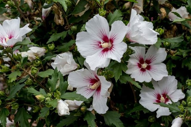 Rose of Sharon 'Dorothy Crane'