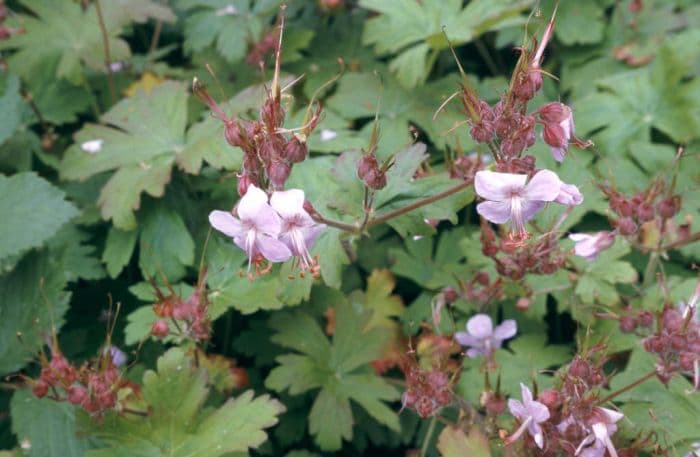 big-root cranesbill 'Ingwersen's Variety'