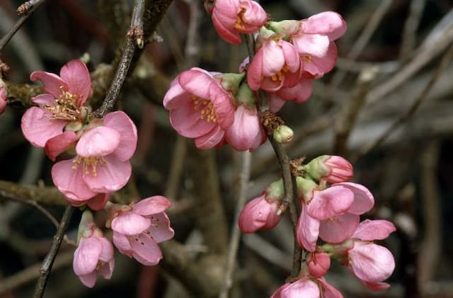 Japanese quince 'Pink Lady'
