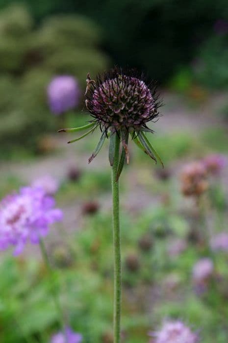 small scabious 'Nana'