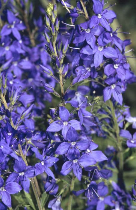 saw-leaved speedwell 'Crater Lake Blue'