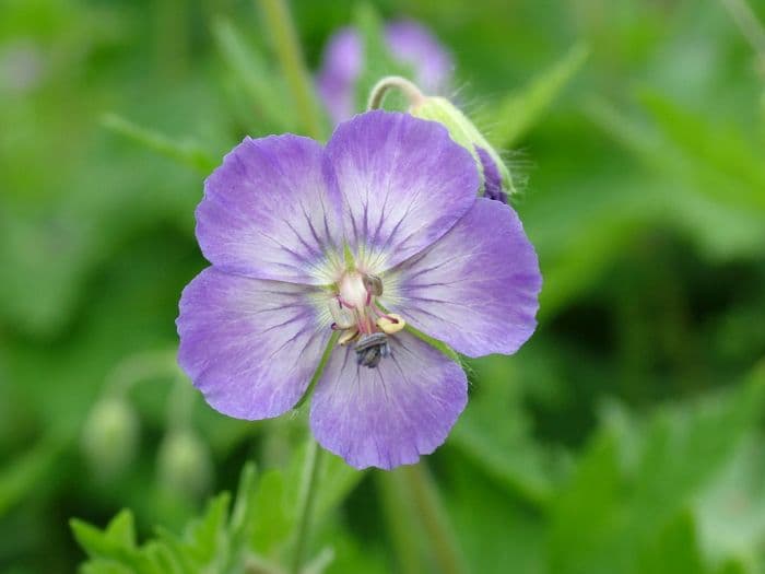 dusky cranesbill 'Langthorns Blue'