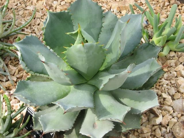 Verschaffelt agave