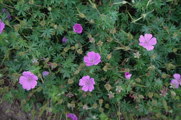 bloody cranesbill 'Belle of Herterton'