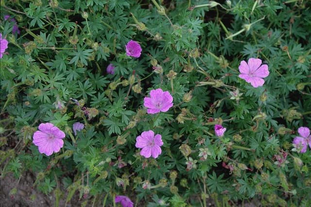 Bloody cranesbill 'Belle of Herterton'