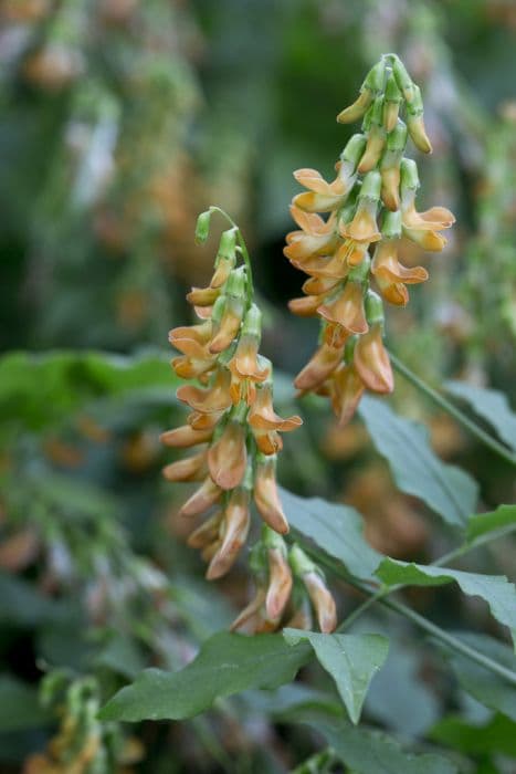 Perennial golden pea