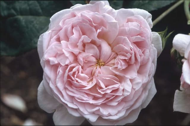 Rose [Eglantyne]