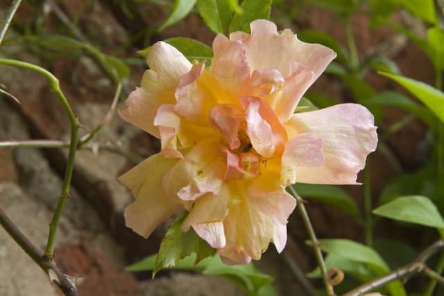 Fortune's double yellow rose