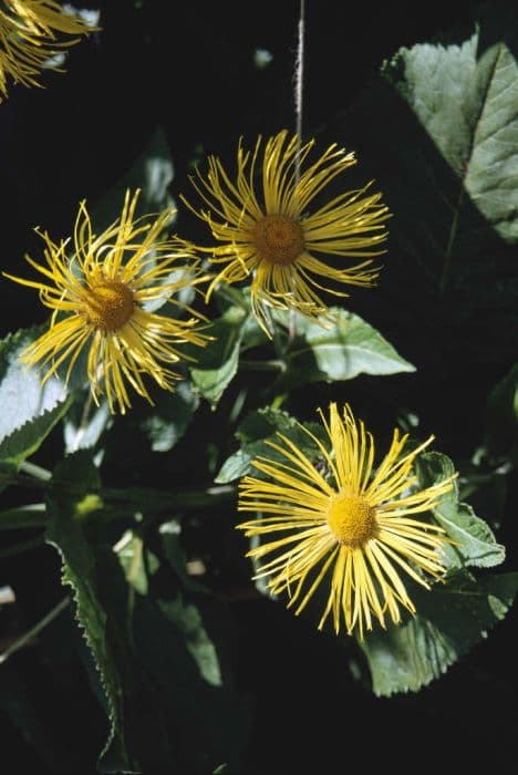 giant inula