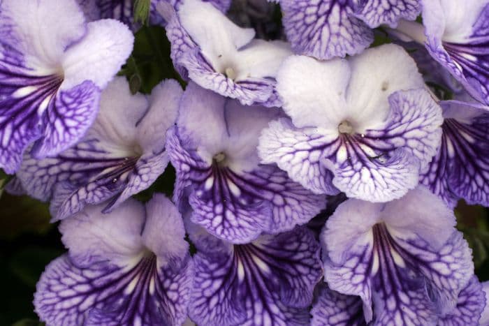 Cape primrose 'Frosty Diamond'