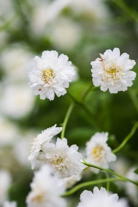 Feverfew