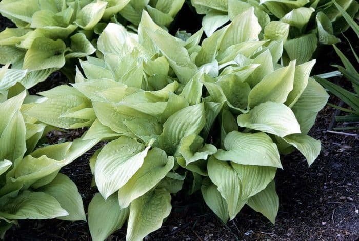 golden Fortune plantain lily