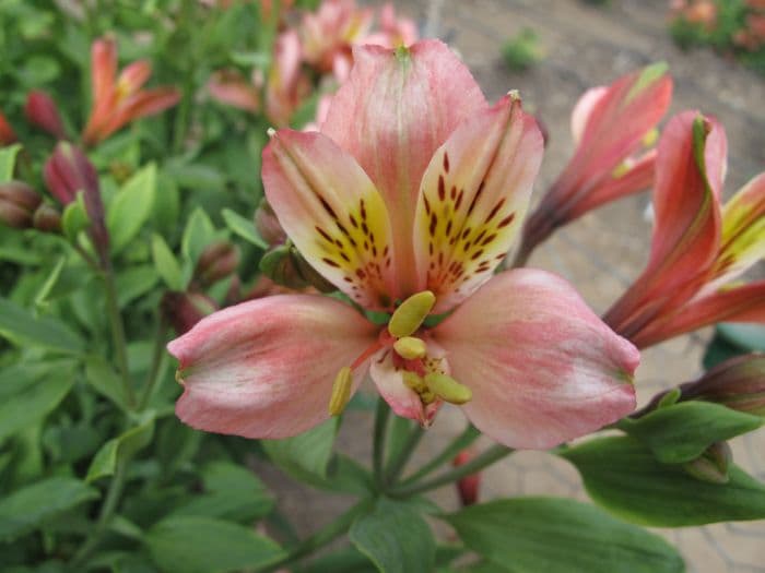 Peruvian lily 'Celine'