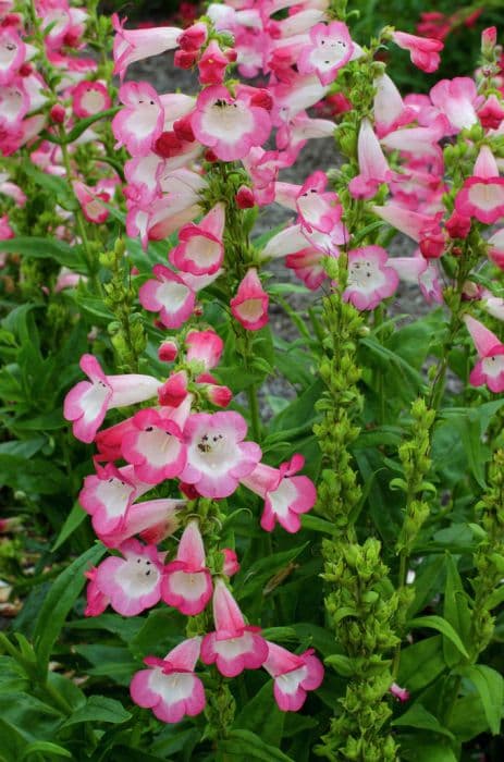 penstemon 'Melting Candy'