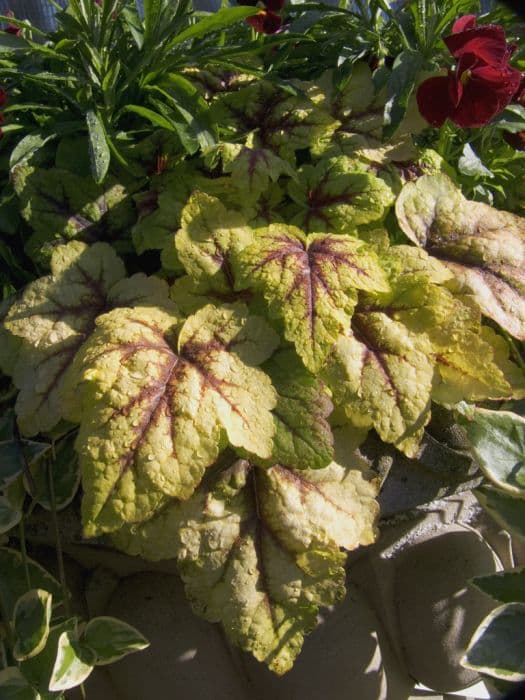 heucherella 'Stoplight'