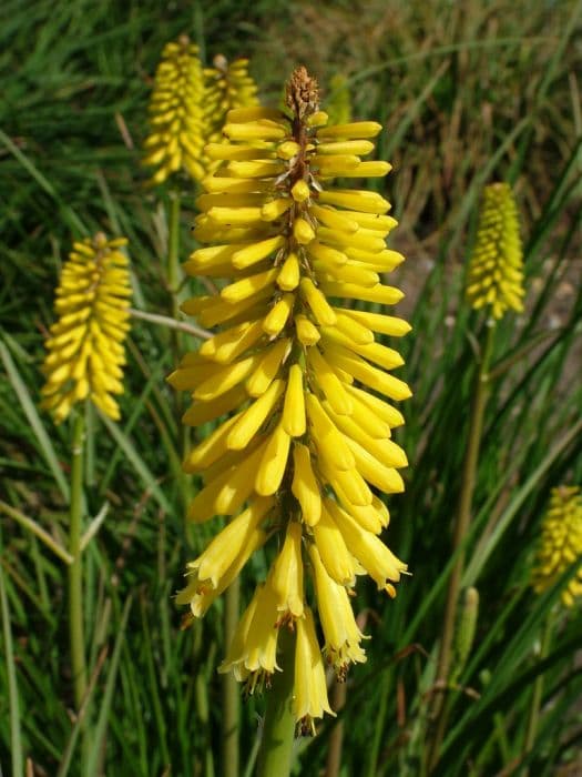 red-hot poker 'Minister Verschuur'