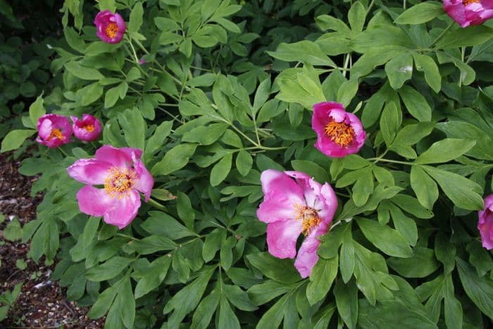 Veitch's peony