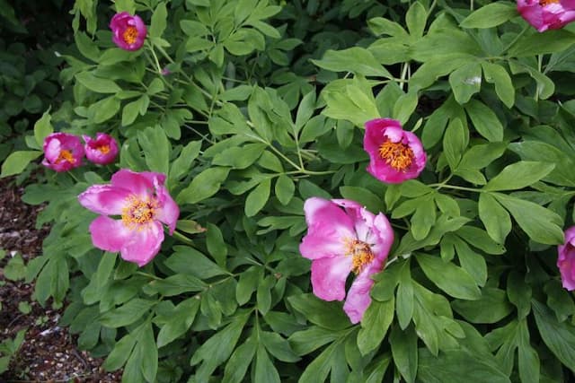 Veitch's peony