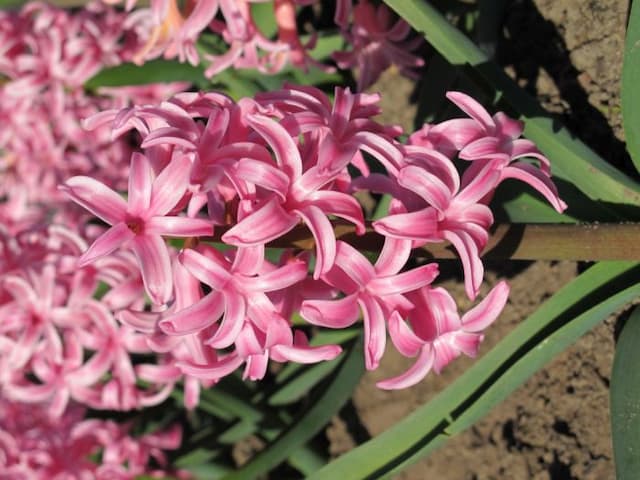 Hyacinth 'Pink Angel'