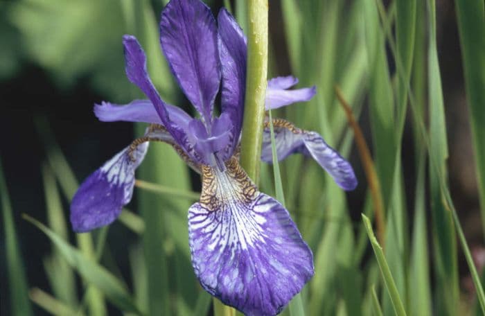 blood-red iris