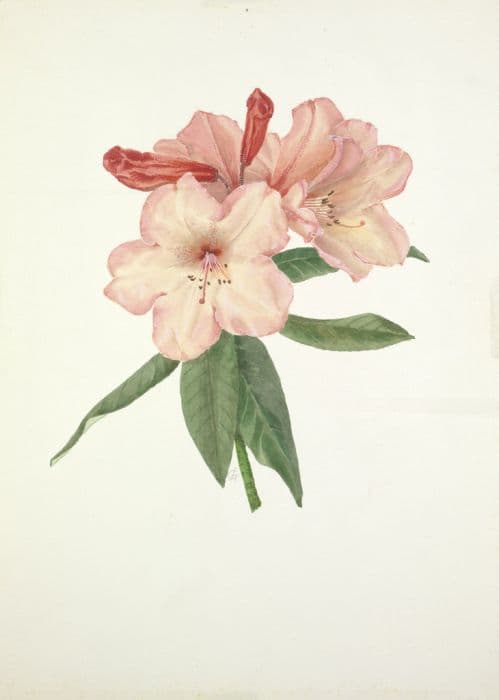 Rhododendron 'Vanessa Pastel'