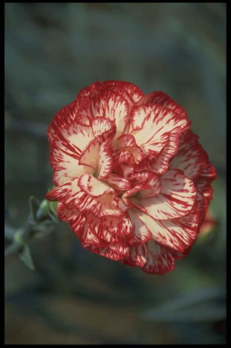 border carnation 'Riccardo'