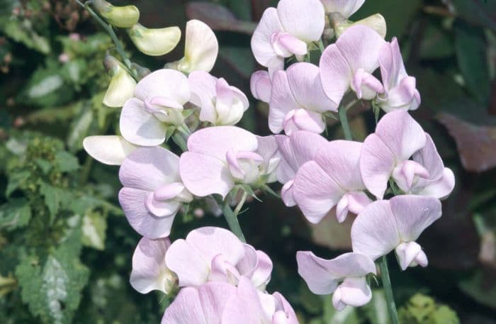 everlasting pea 'Rosa Perle'