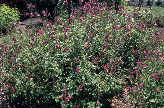 baby sage 'Pleasant View'