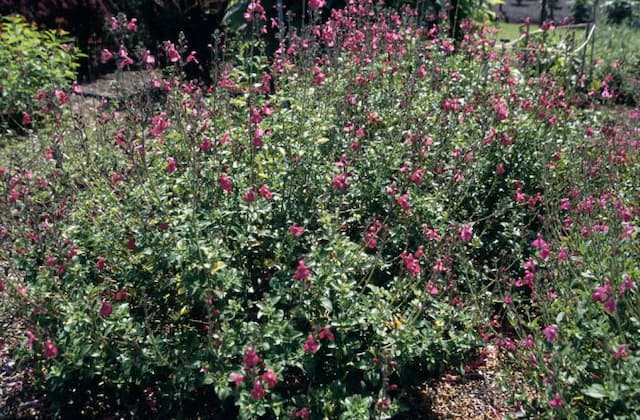 Baby sage 'Pleasant View'