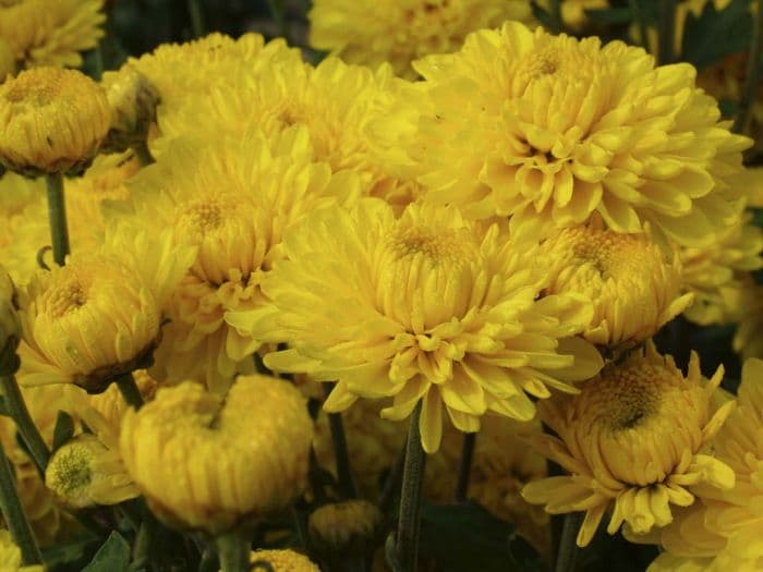 chrysanthemum 'Pennine Canary'