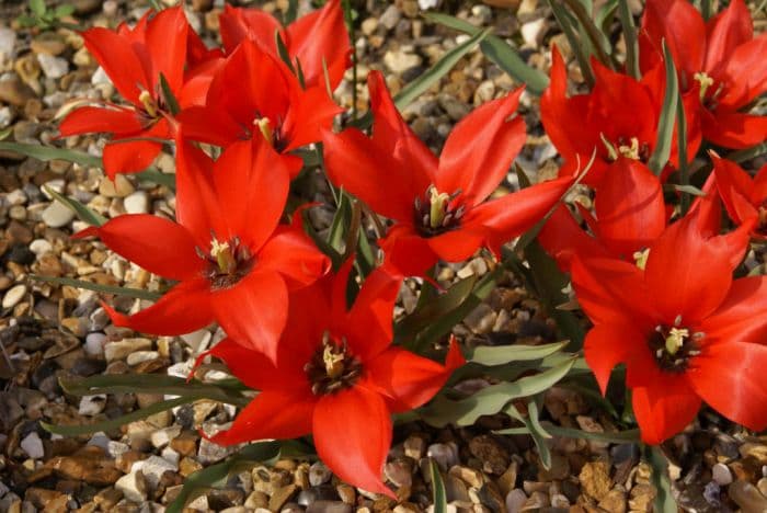 flax-leaved tulip