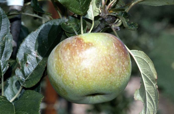 apple 'Peasgood's Nonsuch'