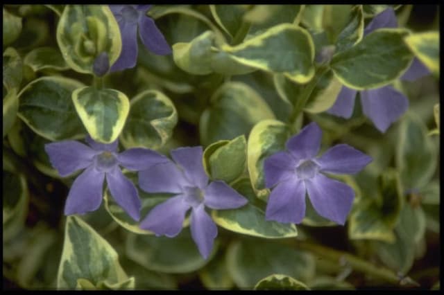 Variegated greater periwinkle