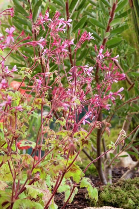 Transvaal pelargonium