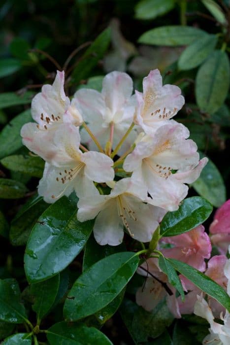 rhododendron 'Percy Wiseman'