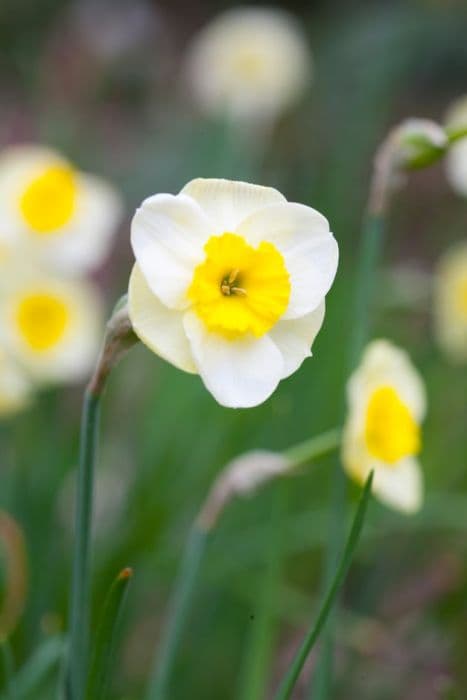 jonquil 'Sun Disc'