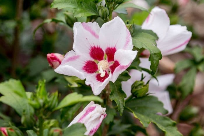 rose of Sharon 'Mathilde'