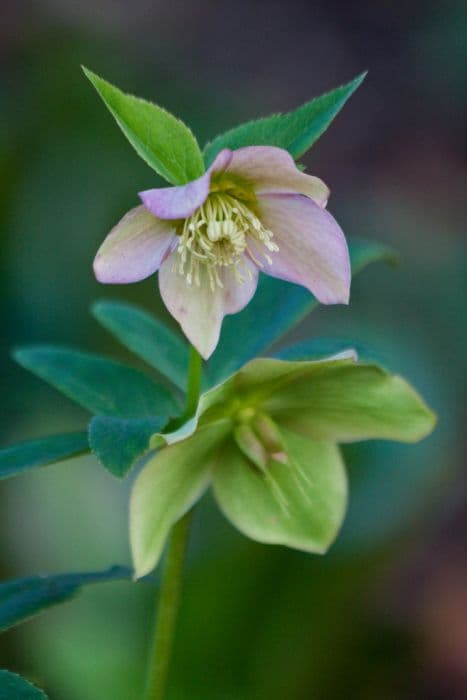 Istrian deeply-incised-leaved hellebore