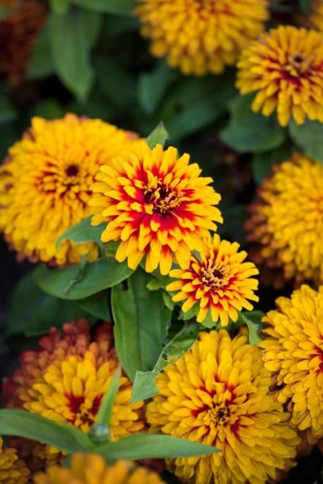 zinnia 'Swizzle Scarlet and Yellow'