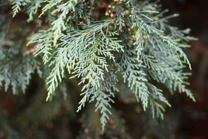 Leyland cypress 'Naylor's Blue'