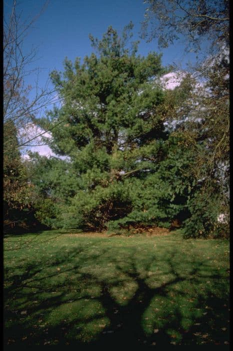 Bhutan pine