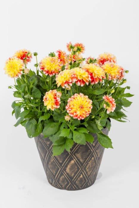 dahlia [Lubega Power Tricolor]