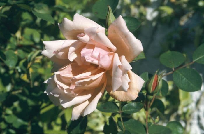 rose 'Albertine'