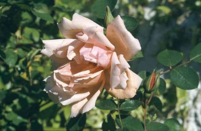 Rose 'Albertine'