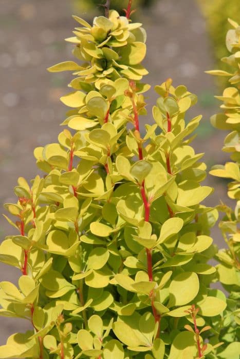 Japanese barberry 'Golden Torch'