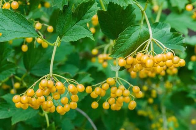 Yellow-fruited guelder rose