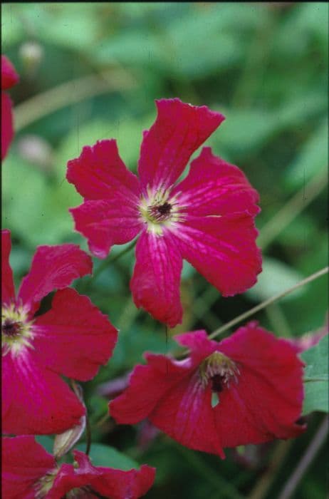 clematis 'Kermesina'