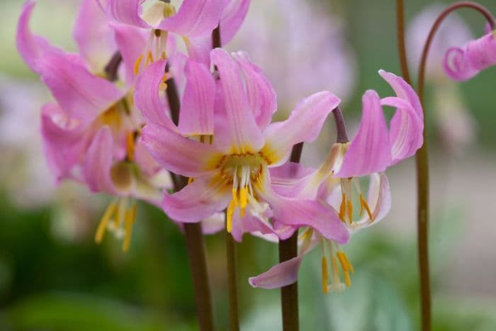 faunh lily 'Kinfauns Sunrise'